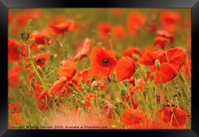 Wet poppies Framed Print by Simon Johnson