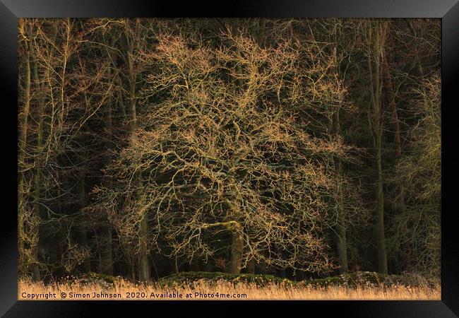 sunlit Oak Framed Print by Simon Johnson