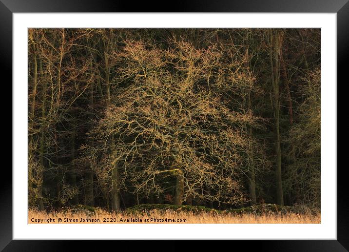 sunlit Oak Framed Mounted Print by Simon Johnson