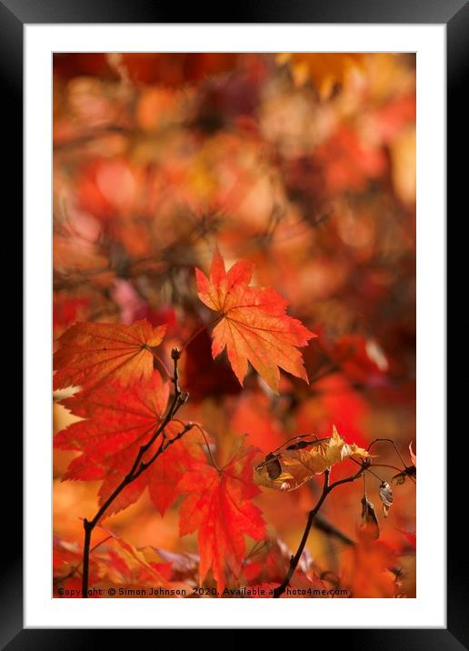 Mapple autumn leaf Framed Mounted Print by Simon Johnson