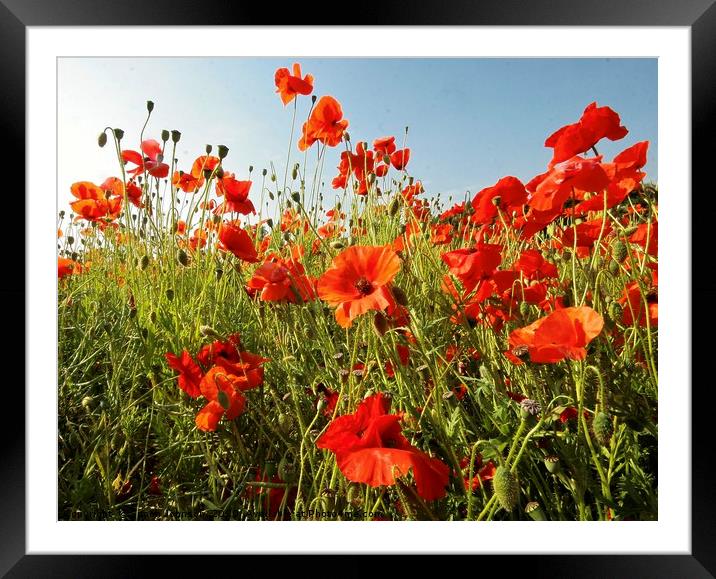 summer poppies Framed Mounted Print by Simon Johnson