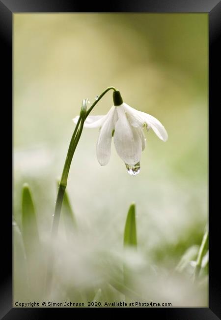 Snowdrop with dew drop Framed Print by Simon Johnson
