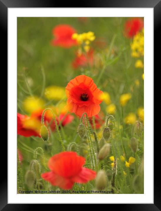 Vivid Poppy Framed Mounted Print by Simon Johnson