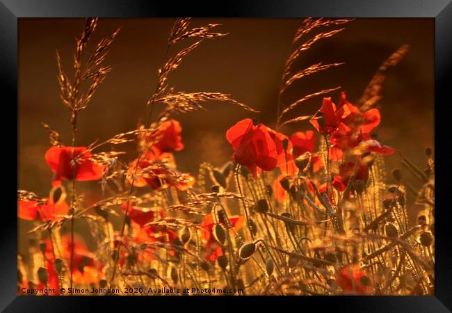 Poppies in corn Framed Print by Simon Johnson