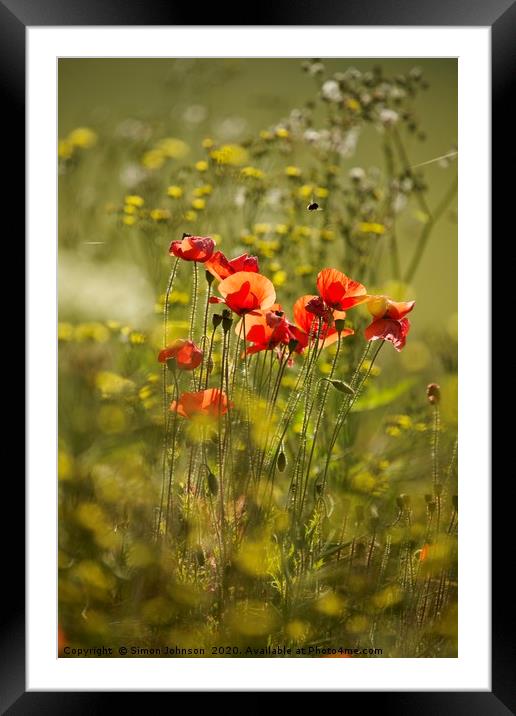 Sunlit Poppies in field of rape seed Framed Mounted Print by Simon Johnson