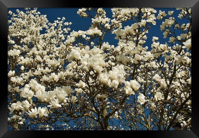 magnolia blossom Framed Print by Simon Johnson