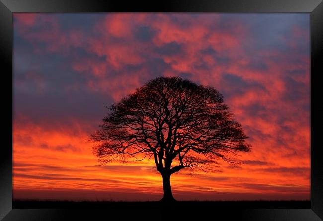 Tree Silhouette sunrise Framed Print by Simon Johnson