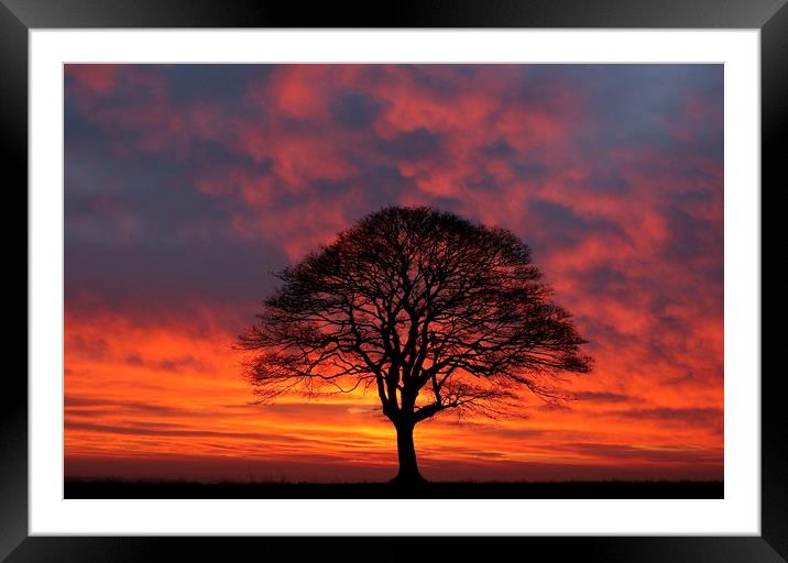 Tree Silhouette sunrise Framed Mounted Print by Simon Johnson