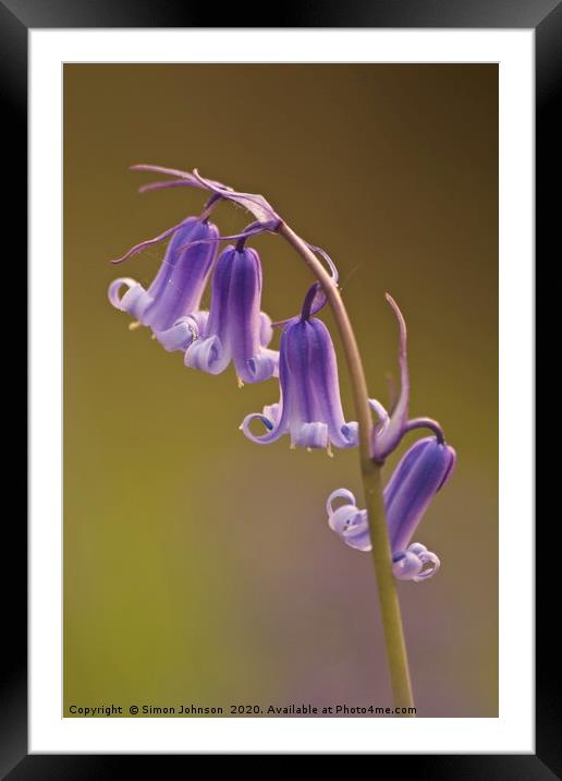 bluebell flowers close up Framed Mounted Print by Simon Johnson