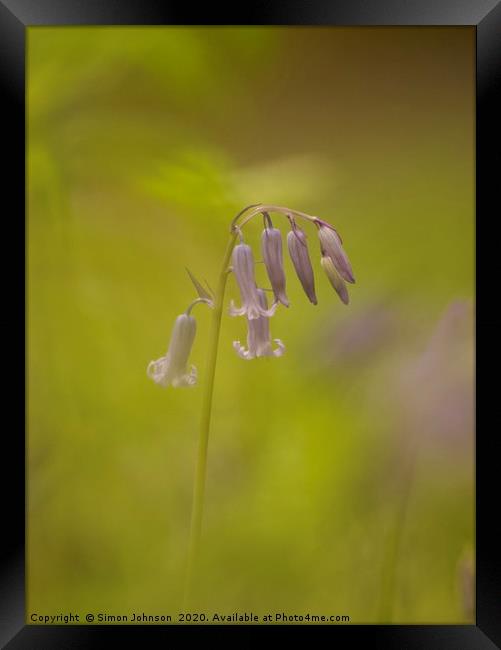 Isolated bluebell Framed Print by Simon Johnson