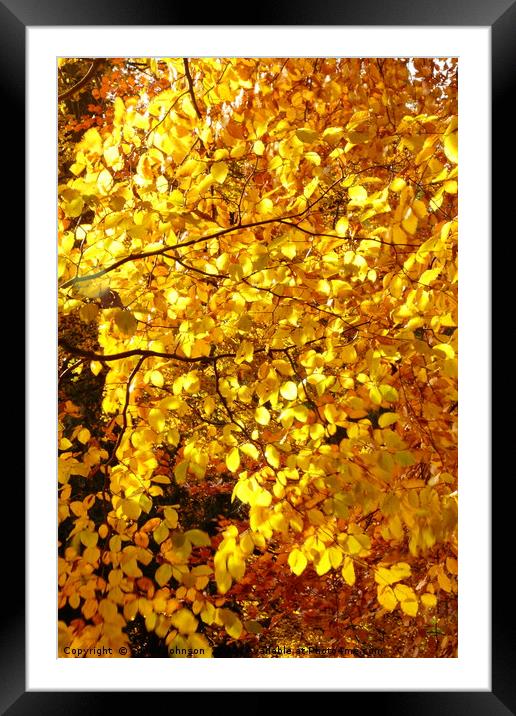 Autumn Beech leaves Framed Mounted Print by Simon Johnson