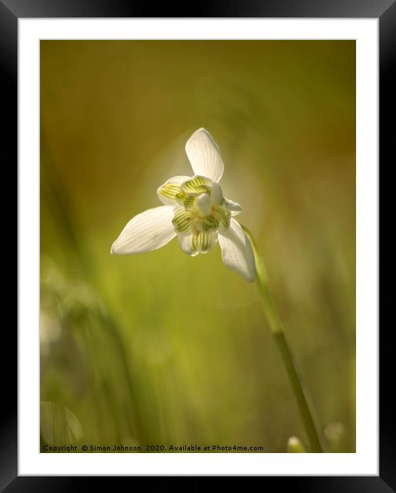 isolated Snowdrop Framed Mounted Print by Simon Johnson