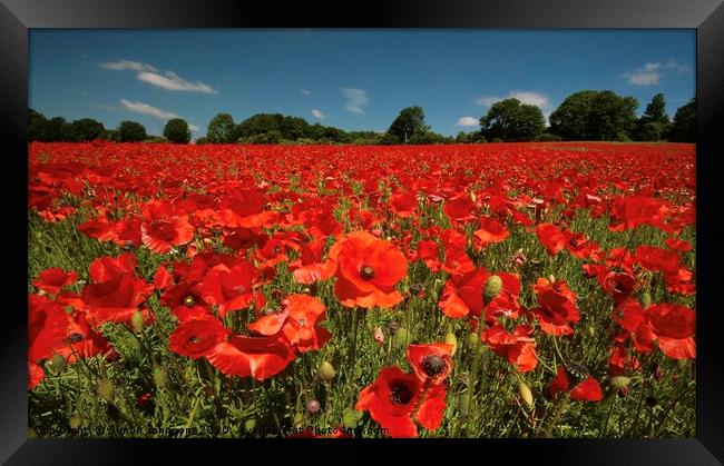 poppy field Framed Print by Simon Johnson