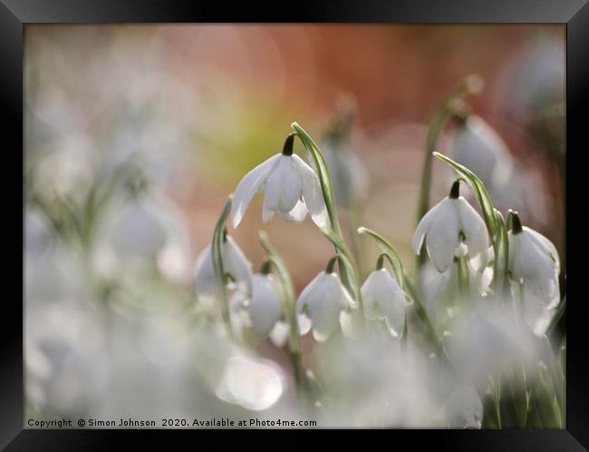 Snowdrops Impressionist image Framed Print by Simon Johnson