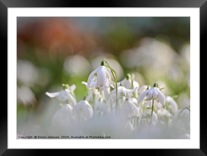  Snowdrop close up Framed Mounted Print by Simon Johnson