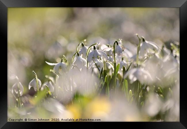 Snowdrops close up Framed Print by Simon Johnson