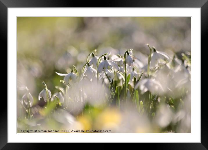 Snowdrops close up Framed Mounted Print by Simon Johnson