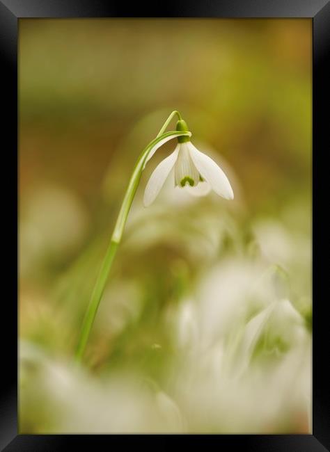 isolated snowdrop Framed Print by Simon Johnson
