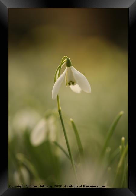 Isolated snowdrop Framed Print by Simon Johnson