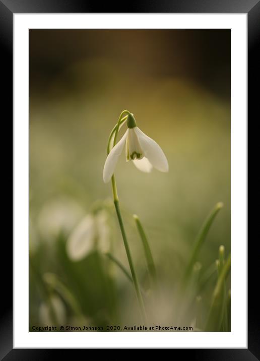 Isolated snowdrop Framed Mounted Print by Simon Johnson