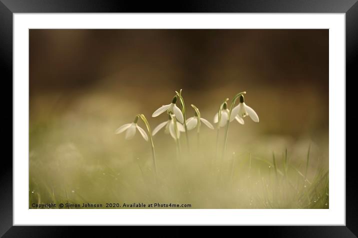 Flying snowdrops Framed Mounted Print by Simon Johnson