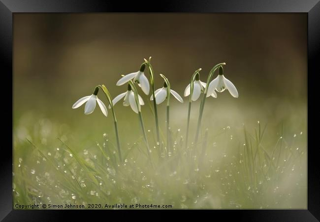 Cotswold snowdrops with dew Framed Print by Simon Johnson