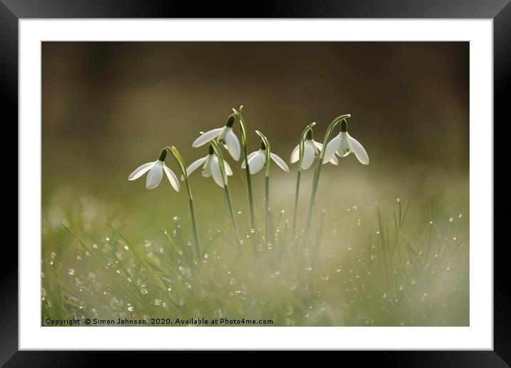 Cotswold snowdrops with dew Framed Mounted Print by Simon Johnson