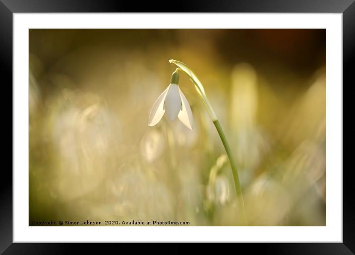 Sunlit Snowdrop Framed Mounted Print by Simon Johnson