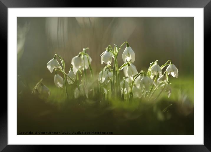 Snowdrops Framed Mounted Print by Simon Johnson