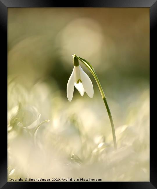Isolated snowdrop  Framed Print by Simon Johnson