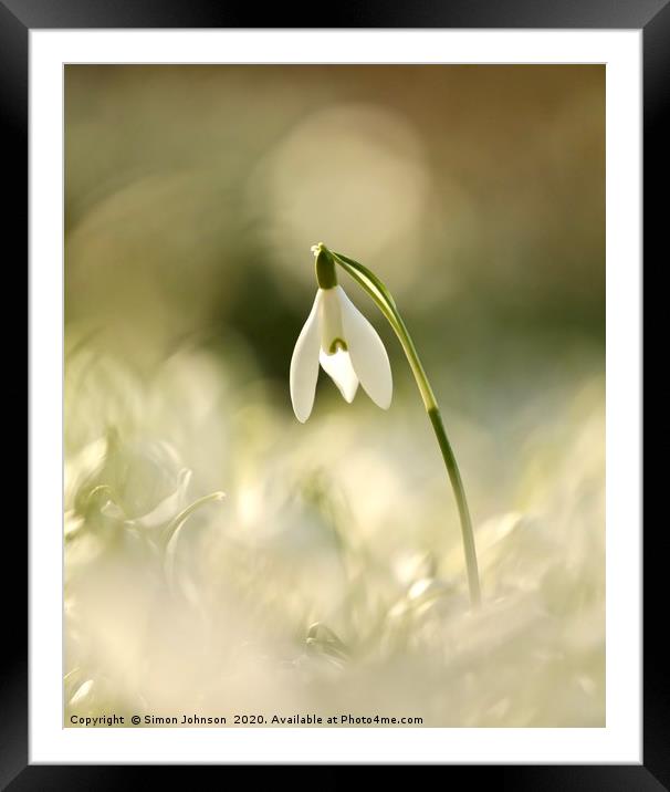 Isolated snowdrop  Framed Mounted Print by Simon Johnson