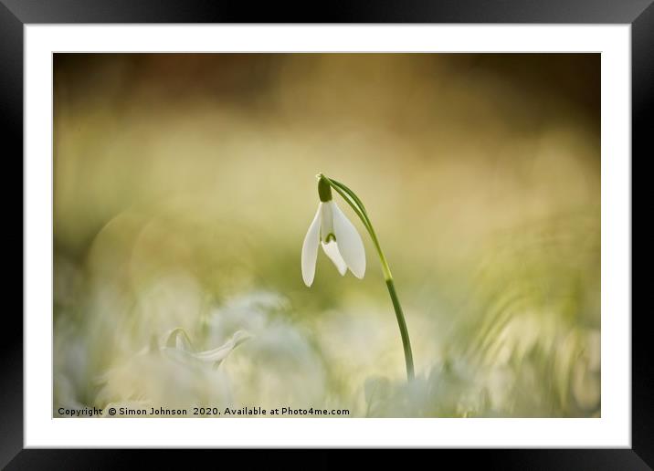 sunlit snowdrop Framed Mounted Print by Simon Johnson