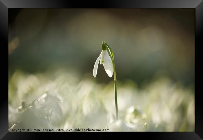 Cotswold snowdrop  Framed Print by Simon Johnson