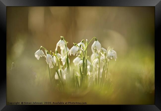 Cotswold snowdrops Framed Print by Simon Johnson