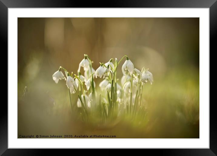 Cotswold snowdrops Framed Mounted Print by Simon Johnson