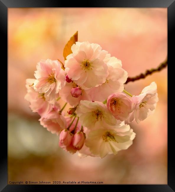 Spring Cherry blossom Framed Print by Simon Johnson