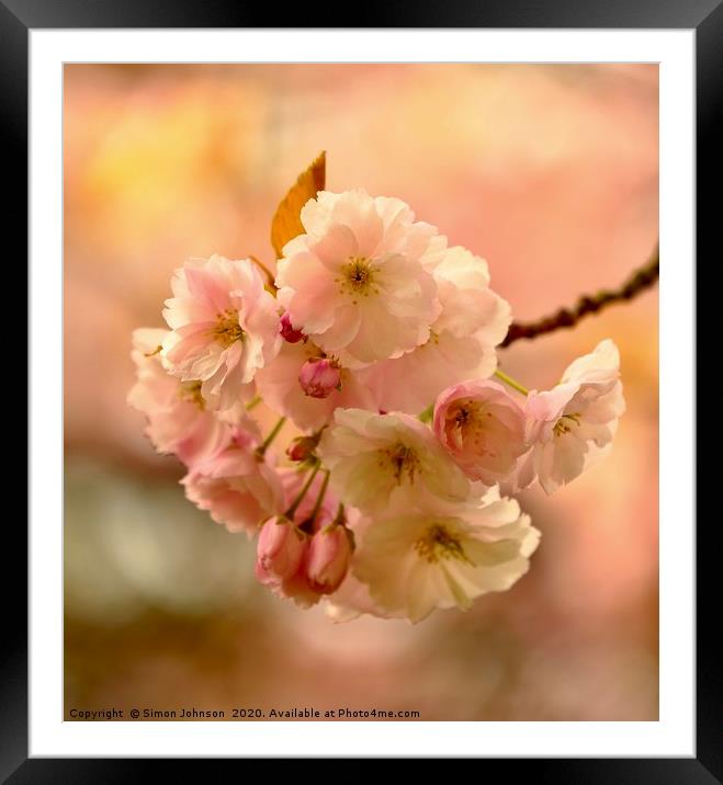 Spring Cherry blossom Framed Mounted Print by Simon Johnson