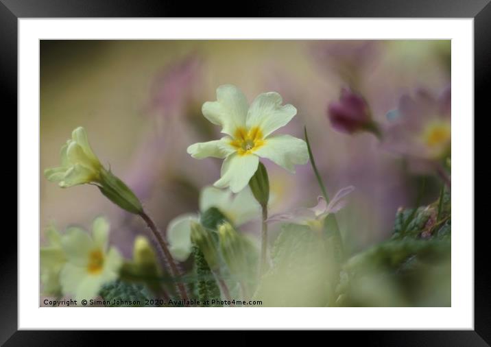 Spring primrose Framed Mounted Print by Simon Johnson