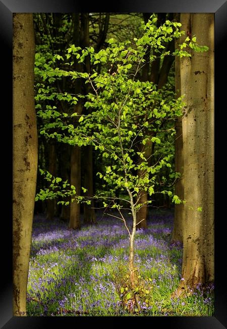 Bluebell wood and Beech tree Framed Print by Simon Johnson