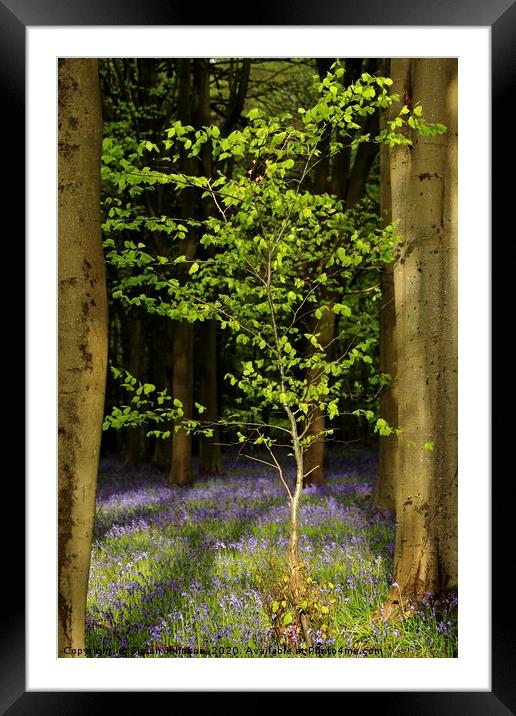 Bluebell wood and Beech tree Framed Mounted Print by Simon Johnson