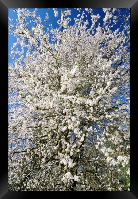 Blossom Framed Print by Simon Johnson