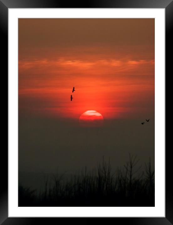 Birds at sunset Framed Mounted Print by Simon Johnson