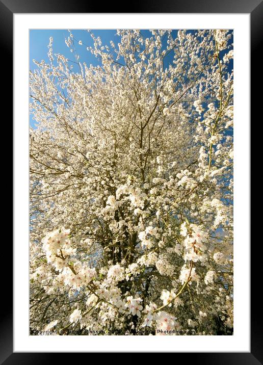 Sunlit  spring Blossom  Framed Mounted Print by Simon Johnson