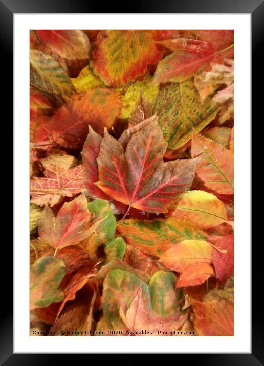 Autumn leaf collage Framed Mounted Print by Simon Johnson