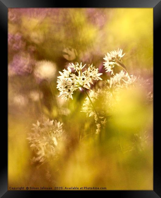 Wild garlic flower Framed Print by Simon Johnson