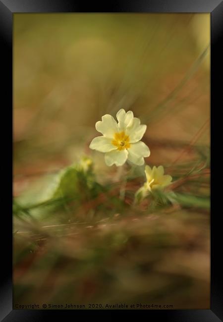  Spring primrose Framed Print by Simon Johnson
