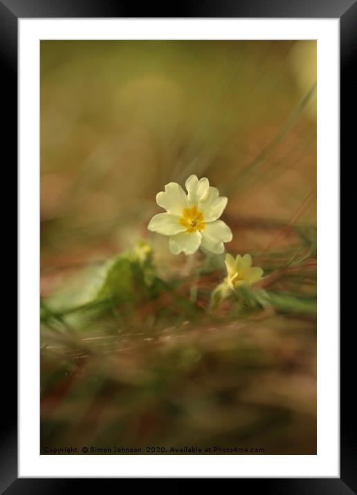  Spring primrose Framed Mounted Print by Simon Johnson