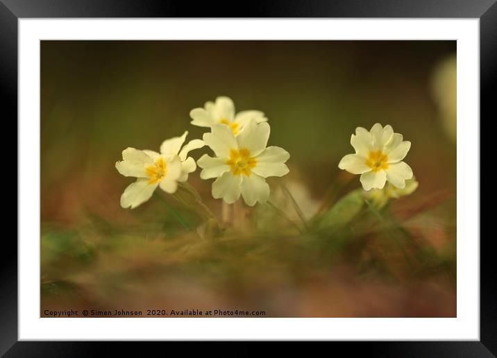 Spring primrose close up Framed Mounted Print by Simon Johnson