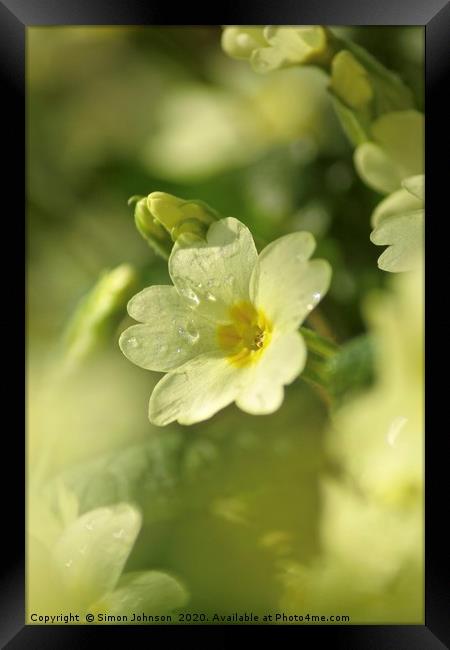 spring primrose  Framed Print by Simon Johnson