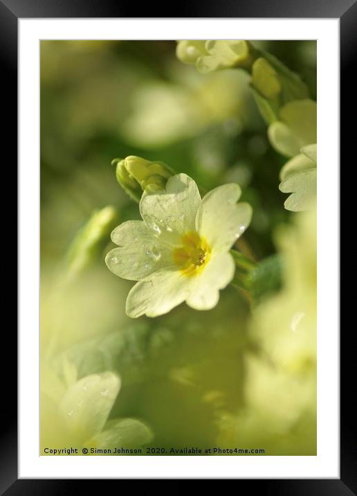 spring primrose  Framed Mounted Print by Simon Johnson